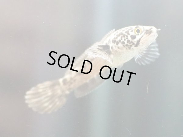 画像3: チャンナ リムバータ ダルメシアン(6cm±) (3)