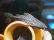 画像1: ボドワード(18cm±)WILDペルー (1)