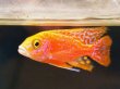 画像2: ストロベリーピーコックシクリッド(7cm±)上物 (2)