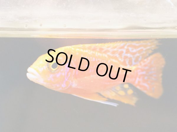 画像2: ストロベリーピーコックシクリッド(7cm±)上物 (2)