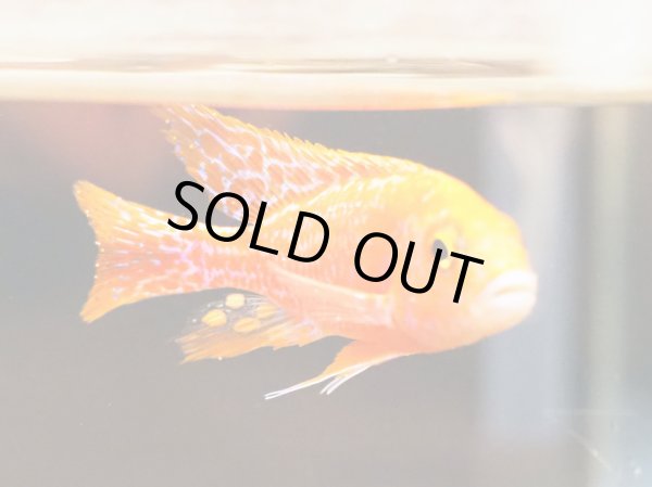 画像3: ストロベリーピーコックシクリッド(7cm±)上物 (3)