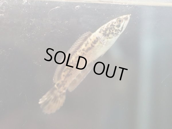 画像2: チャンナ リムバータ ダルメシアン(6cm±) (2)