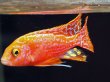 画像1: ストロベリーピーコックシクリッド(7cm±)上物 (1)