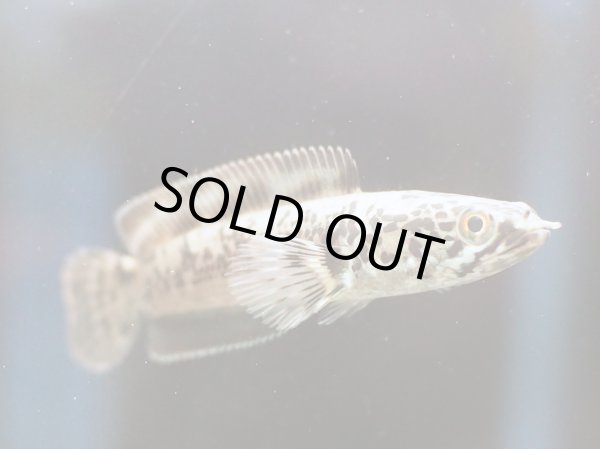 画像2: チャンナ リムバータ ダルメシアン(7cm±) (2)