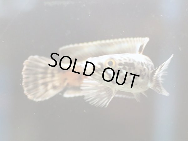 画像3: チャンナ リムバータ ダルメシアン(7cm±) (3)