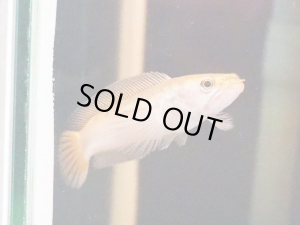 画像2: チャンナ プルクラゴールデン(10cm±) (2)