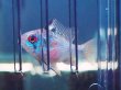 画像2: ジャパンブルーラミレジィ １ペア 上物 (2)