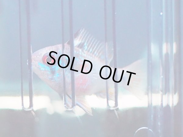 画像2: ジャパンブルーラミレジィ １ペア 上物 (2)