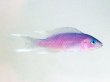 画像2: ネオランプロローグスグラキリス カパンパ(6cm±)EUブリード (2)