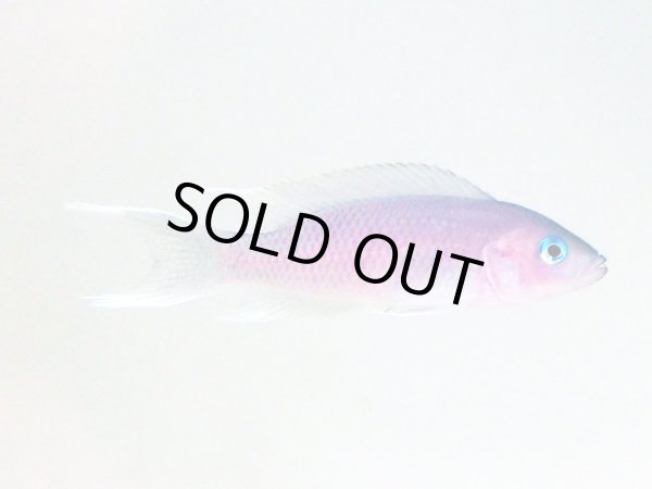 画像2: ネオランプロローグスグラキリス カパンパ(6cm±)EUブリード (2)