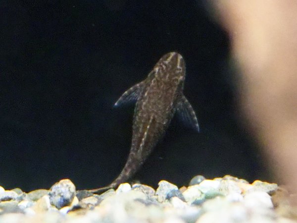 画像1: オトシンネグロ WILD (1)