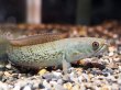 画像2: スチュワート スネークヘッド(12cm±)WILD (2)