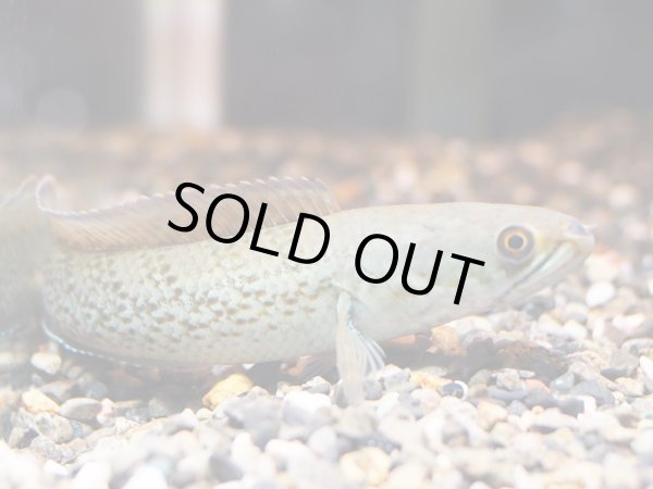 画像2: スチュワート スネークヘッド(12cm±)WILD (2)