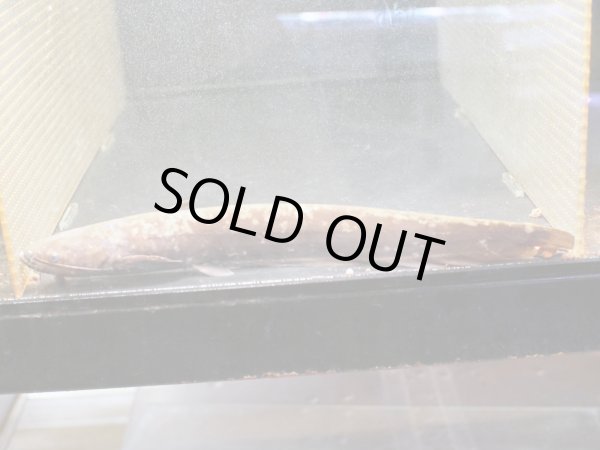 画像3: イワトコナマズ(30cm±)▲ (3)