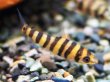 画像1: バンデットレポリヌス(4cm±)WILDペルー (1)