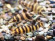 画像2: バンデットレポリヌス(4cm±)WILDペルー (2)