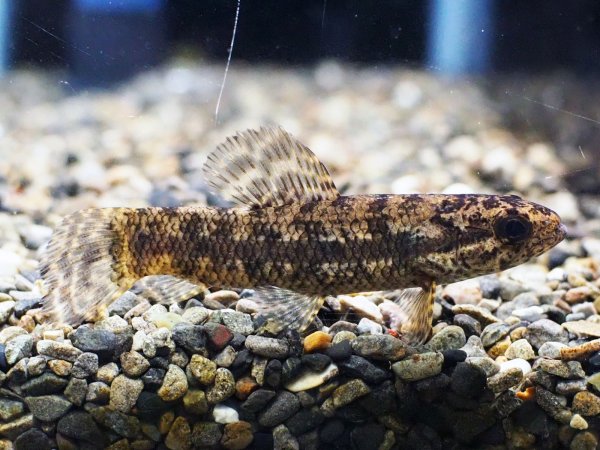 画像1: ブラックタライロン(8cm±)WILDアタバポ川 (1)