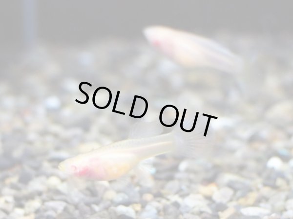 画像3: 国産グッピー RREAドイツイエロータキシードグラスベリー 1ペア (3)