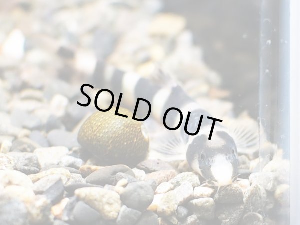 画像2: カプアシア マクリセプス(7cm±)WILDカプアス川 (2)