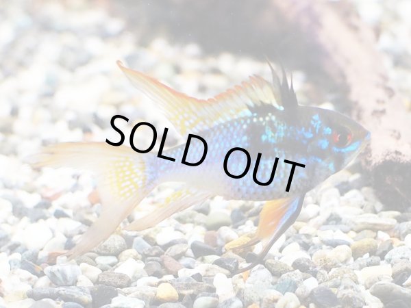 画像2: ブリリアントダークナイト ラミレジィ ロングフィン 1ペア (2)