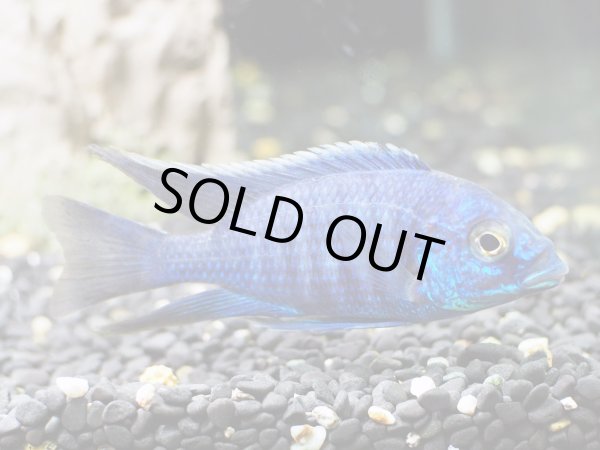 画像2: コパディクロミス クリソノータス(10cm±)上物 ブリード (2)