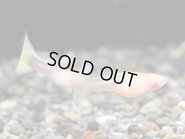 画像5: 国産グッピー RREAドイツイエロータキシードグラスベリー 1ペア (5)