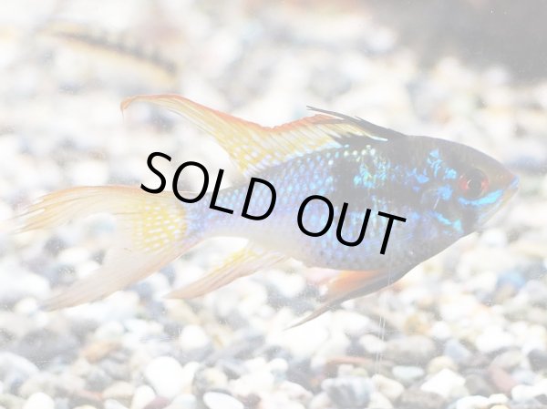 画像3: ブリリアントダークナイト ラミレジィ ロングフィン 1ペア (3)