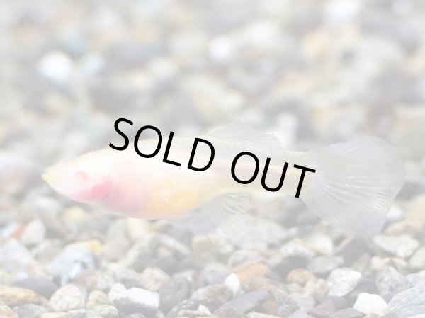 画像2: 国産グッピー RREAドイツイエロータキシードグラスベリー 1ペア (2)