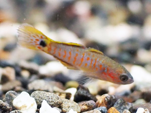 画像2: ピーコックガジョン ブリード (2)