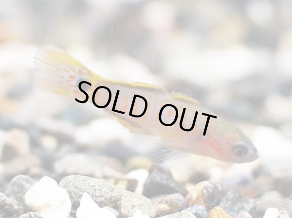 画像2: ピーコックガジョン ブリード (2)