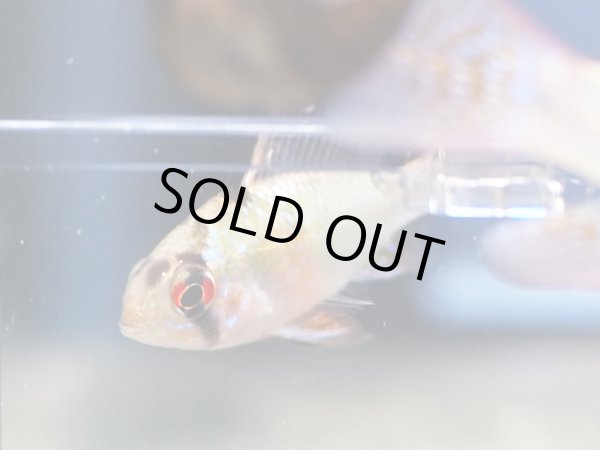 画像3: ジャパンブルーラミレジィ 1ペア (3)