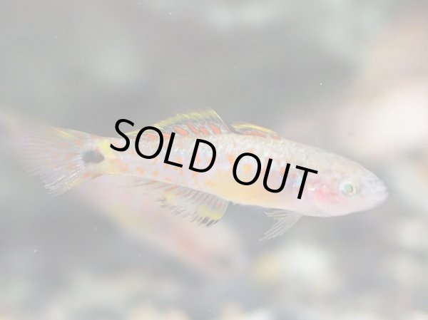 画像1: ピーコックガジョン ブリード (1)