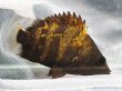 画像1: ニューギニア ダトニオ(5cm±)WILD (1)