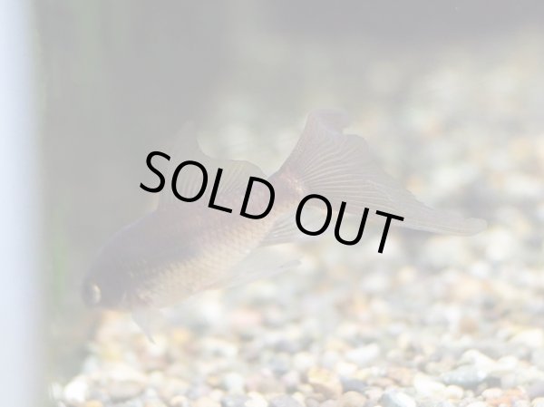 画像2: テツギョ(6cm±) (2)