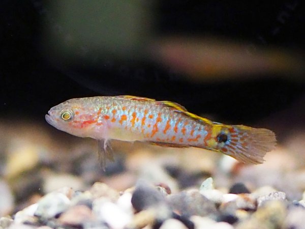 画像3: ピーコックガジョン ブリード (3)