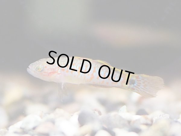 画像3: ピーコックガジョン ブリード (3)