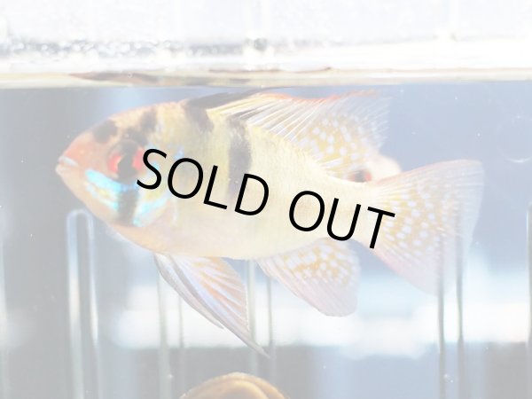 画像2: ジャパンブルーラミレジィ 1ペア (2)