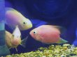 画像1: ハートテールピンクパロット(5cm±) (1)