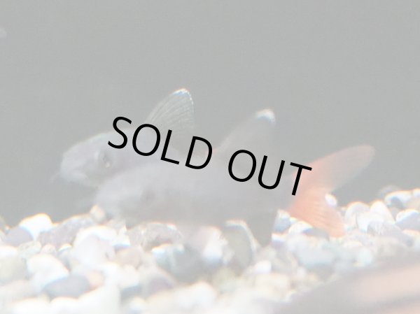 画像2: レッドテールブラックシャーク (2)