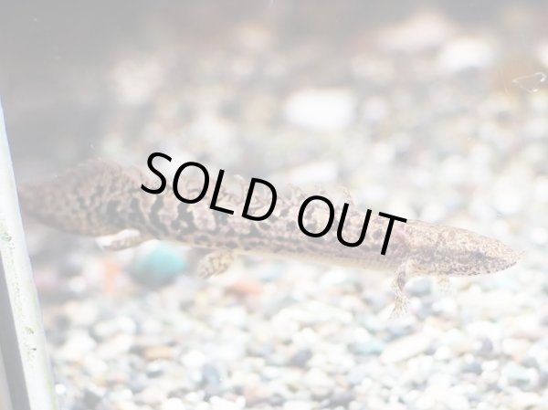 画像3: ポリプテルス デルヘッジィ 美バンド(7cm±)ブリード (3)