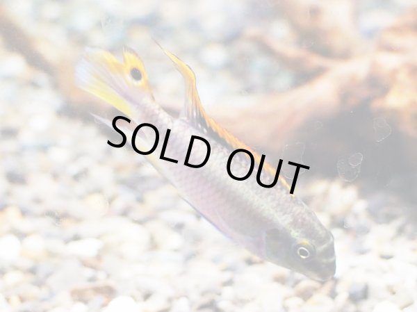 画像3: ペルヴィカクロミス プルケール 1ペア ブリード (3)