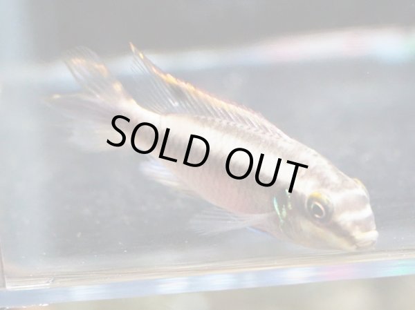 画像4: ペルヴィカクロミス プルケール 1ペア ブリード (4)