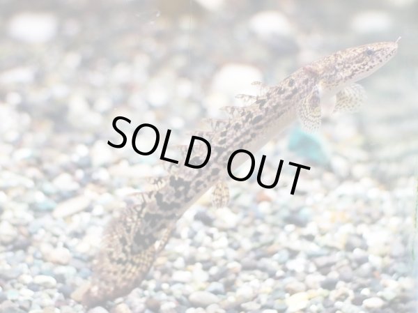 画像2: ポリプテルス デルヘッジィ 美バンド(7cm±)ブリード (2)