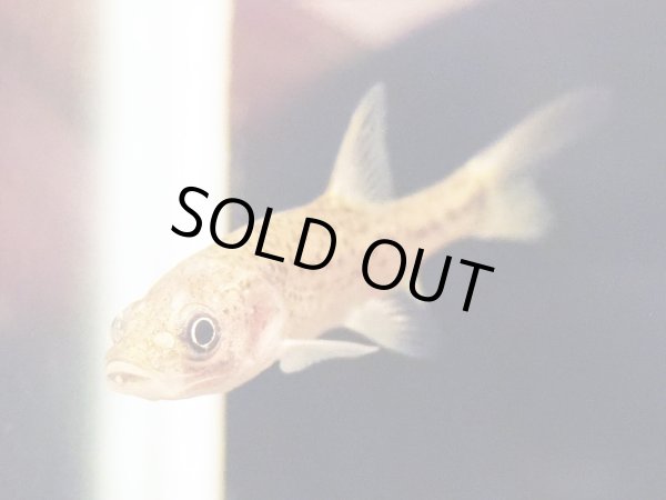 画像2: ペルコキプリスピンギ(7cm±) (2)