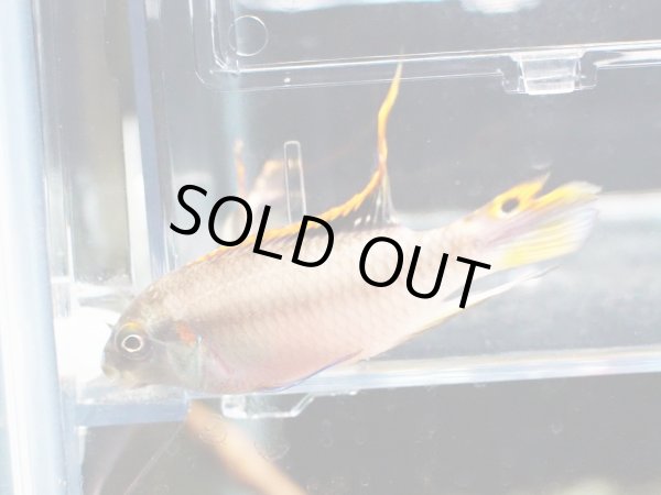 画像2: ペルヴィカクロミス プルケール 1ペア ブリード (2)