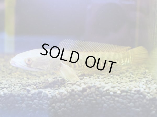 画像2: チャンナ ダイガープラーチョン(18cm±)WILDインド (2)