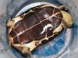 画像3: オオアタマクサガメ メス(22.5cm±)WILD▲ (3)