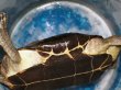 画像5: オオアタマクサガメ メス(22.5cm±)WILD▲ (5)