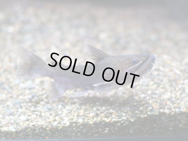 画像2: バトラクスキャット(9cm±)WILDコロンビア (2)