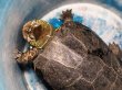 画像1: オオアタマクサガメ メス(22.5cm±)WILD▲ (1)